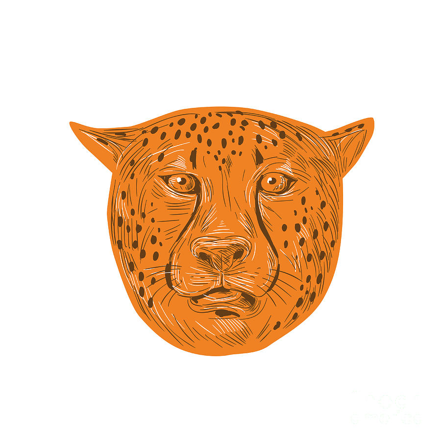 Cheetah Head Drawing Digital Art by Aloysius Patrimonio