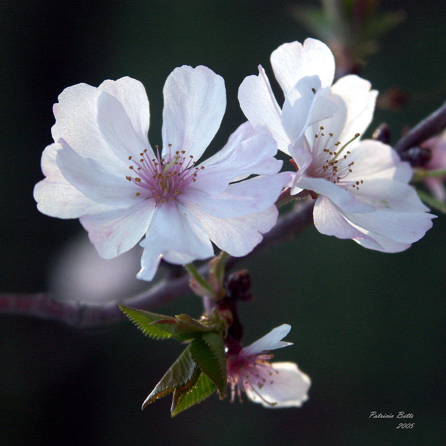 Cherry Blossoms Photograph By Patricia Betts Fine Art America