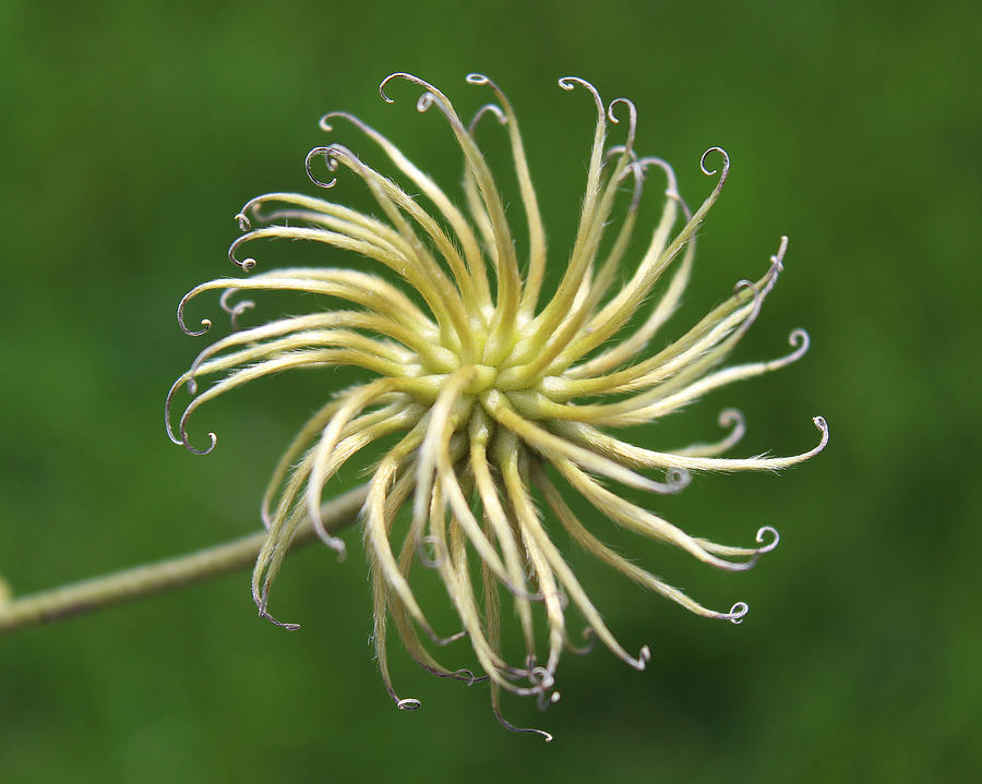 Clematis Seed Pod Photograph by Tommy McGuire