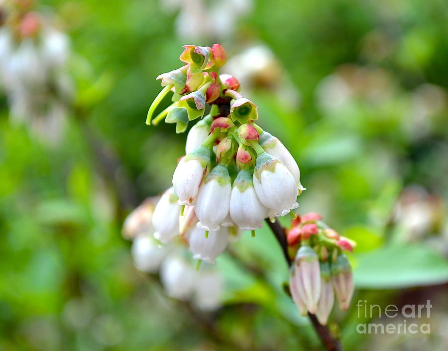 Blooming Climax Blueberry Photograph by Cindy Nearing