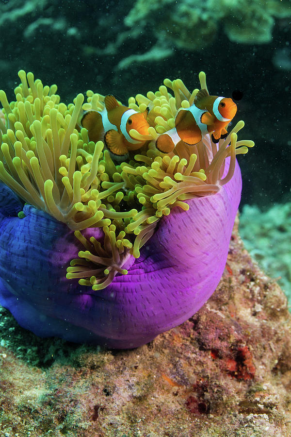 Anemone loving fish wish looks comfy