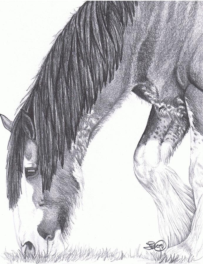 clydesdale horse sketch