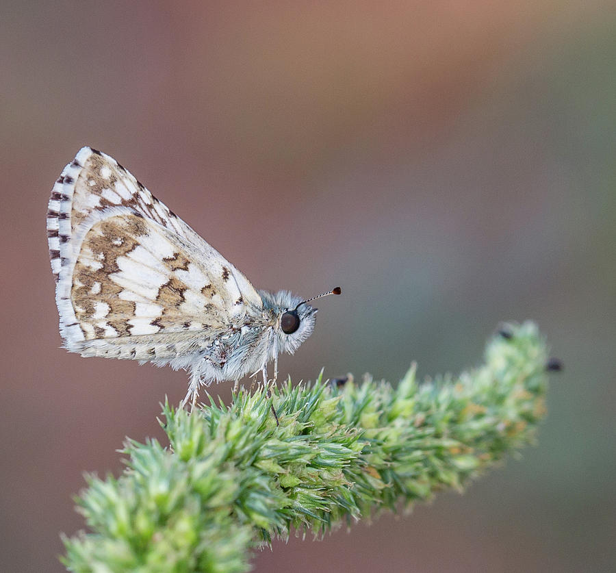 Common Checkered Skipper Pyrgus Communis Photograph By Christy Cox