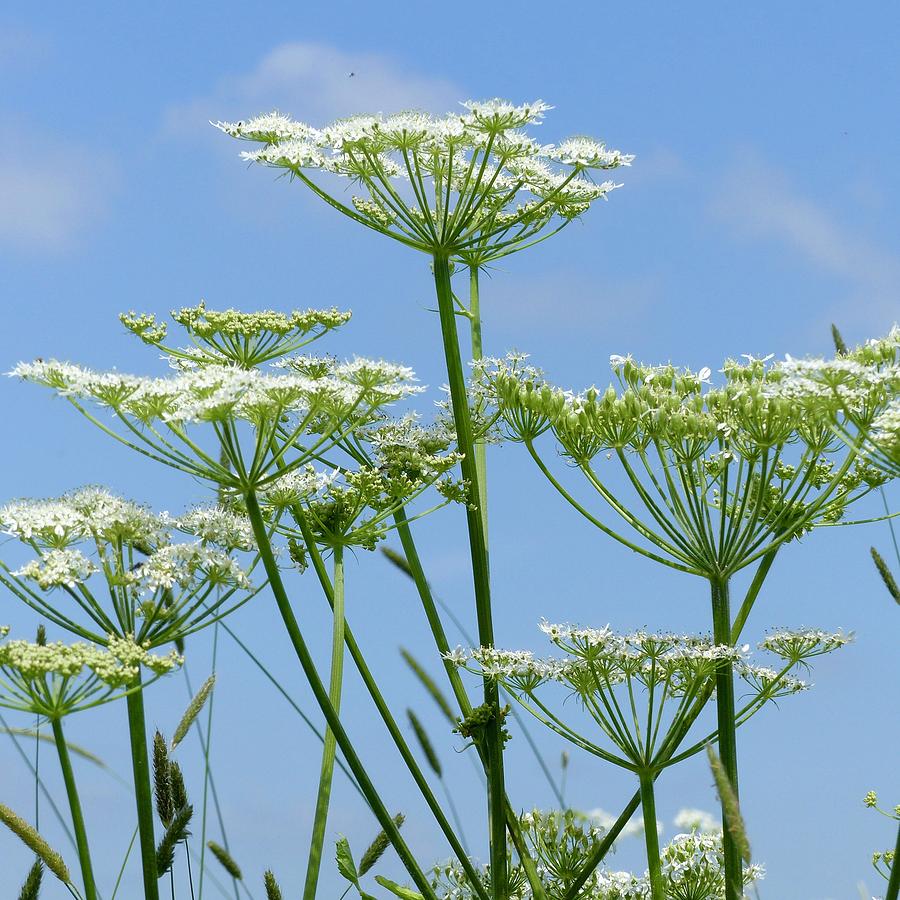 Cow Parsley Heads Photograph By Sarah Fowle