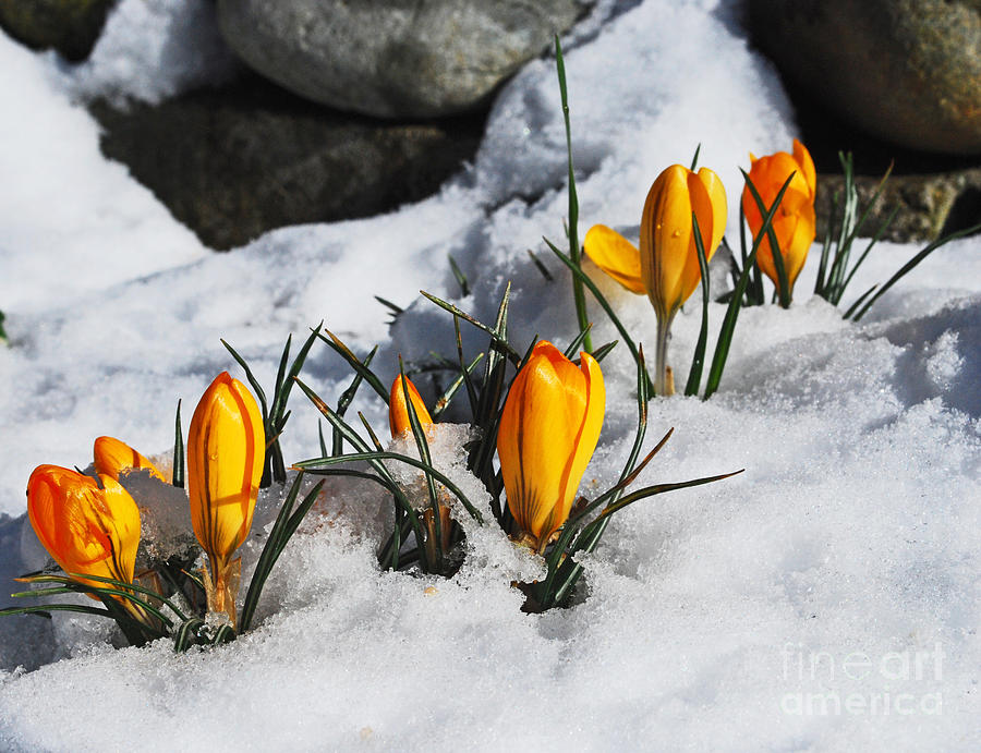 Crocus In Snow Photograph by Wilbur Young