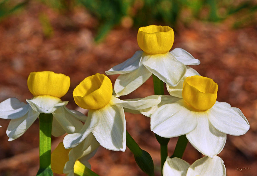 Daffodil Photograph By George Bostian Fine Art America