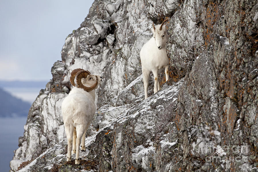 Image result for dall sheep
