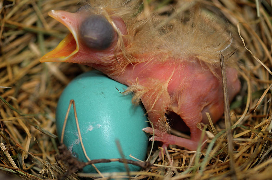 Day Old Hatchling Robin In Nest Lying Over A Blue Egg With Mouth ...