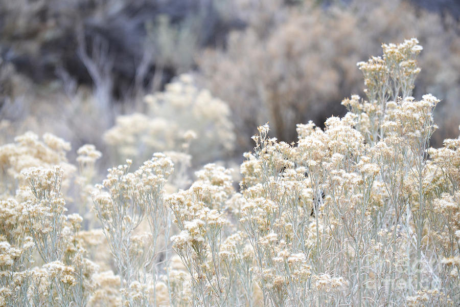 desert sage non reflective