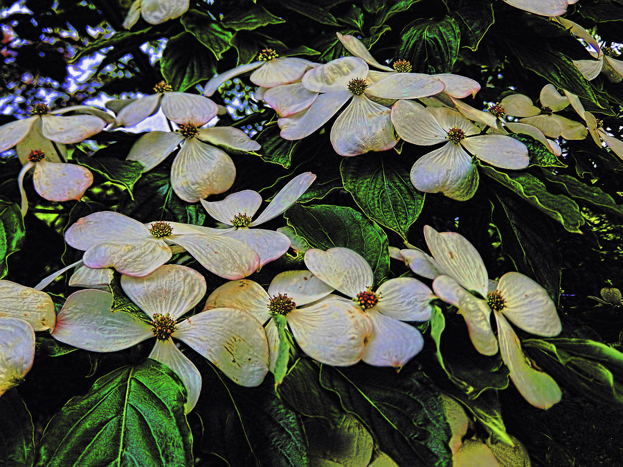 dogwood colors photograph by bob welch dogwood colors photograph by bob welch