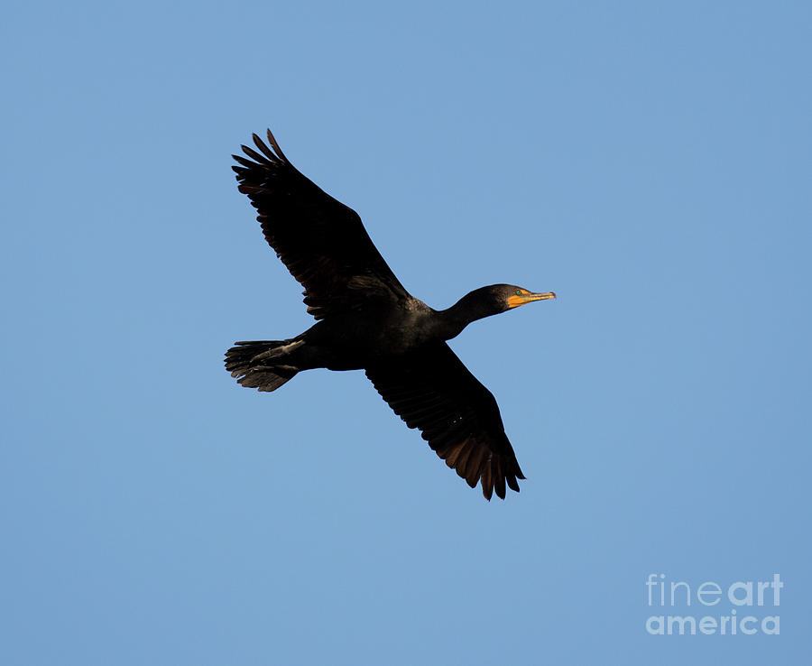 Doublecrested Cormorant In Flight. Alviso, Ca Photograph by Yuval Helfman