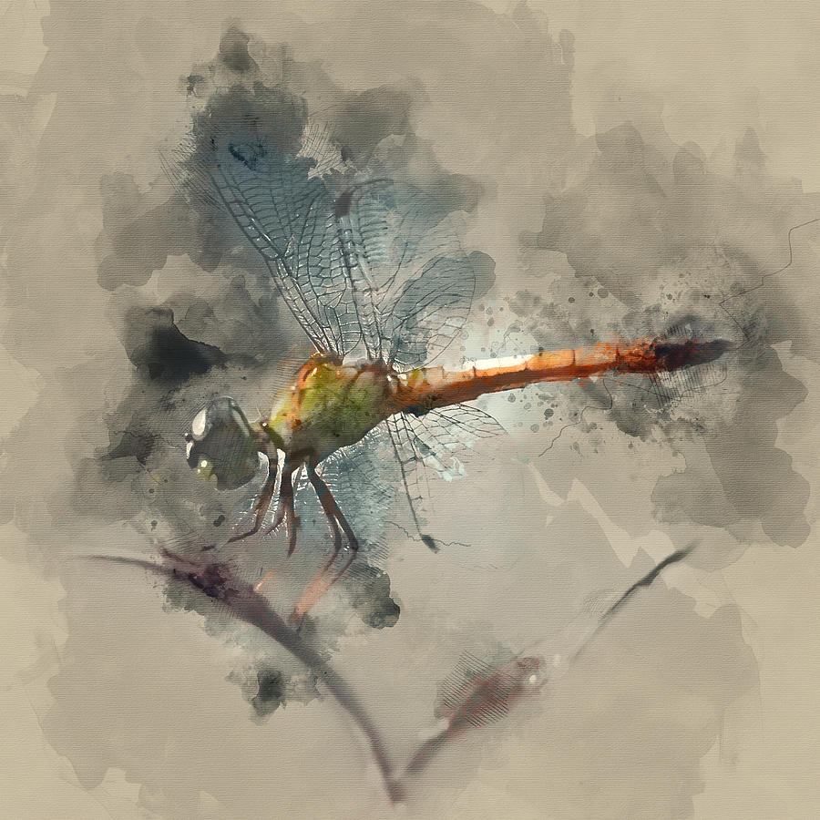 Dragonfly Watercolor Portrait 1 By Diana Van Painting By Diana Van