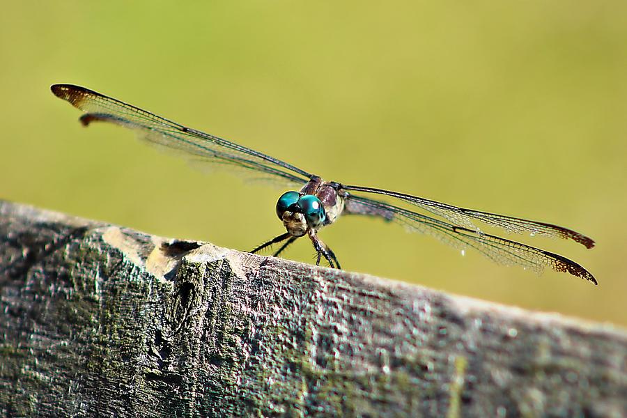 Dragonfly Landing Photograph By Chuck Irwin