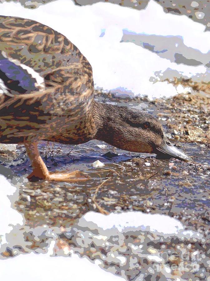 Ducky Photograph By Sandy Webster Fine Art America