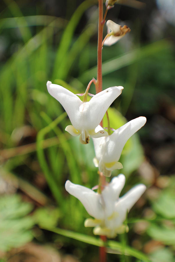 dutchman s breeches wildflower dicentra cucullaria dutchman s breeches wildflower dicentra cucullaria