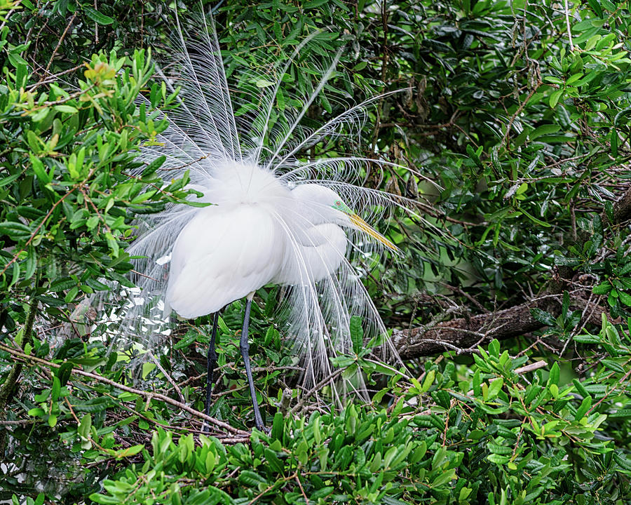 Egret In Full Plumage Photograph By Richard Higgins Fine Art America