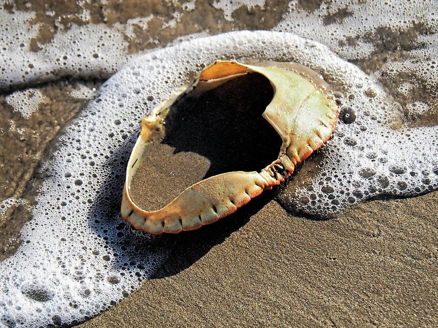 Empty Crab Shell In Surf Photograph by Susie Peek