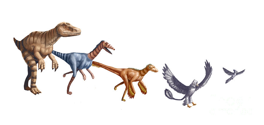 velociraptor evolution