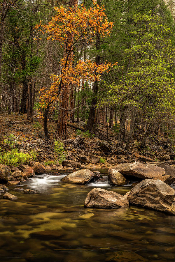 Fall Color Along The Merced River Photograph By Doug Holck Fine Art