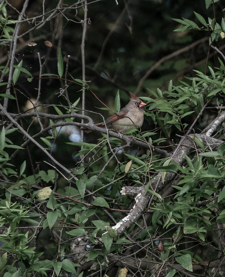 Female Cardinal Photograph By Alicia Bryant Fine Art America