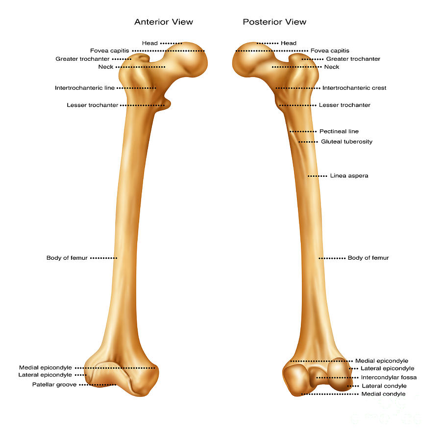 Femur Anterior And Posterior Views With Labels Appendicular Skeleton