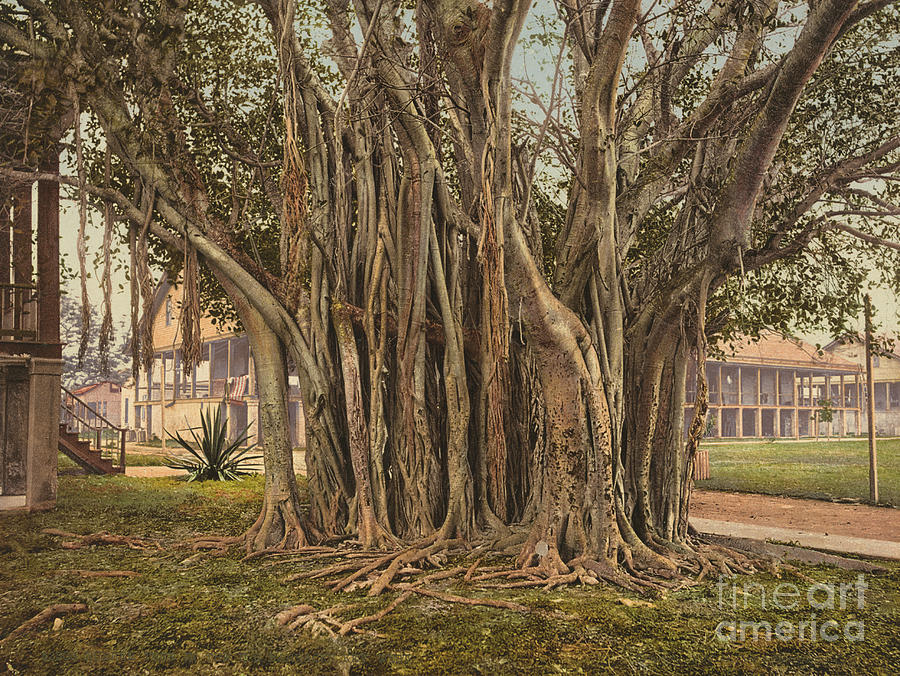 Florida Rubber Tree, C1900 Photograph by Granger