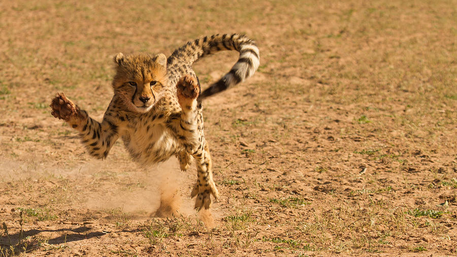 Flying Cheetah Photograph by Iris Braun