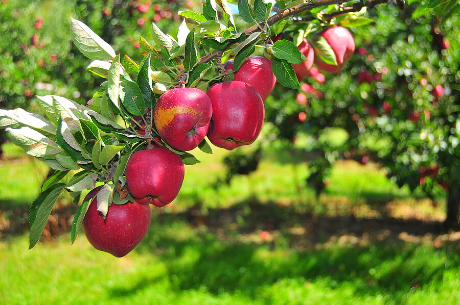 Forbidden Fruit Photograph by Catherine Reusch Daley