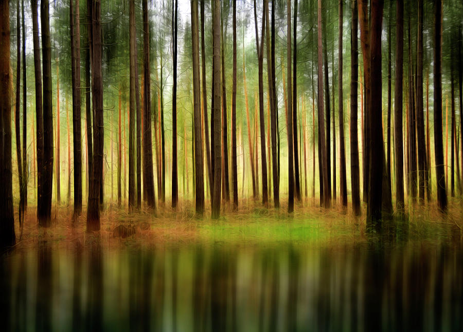 Forest Abstract Photograph by Svetlana Sewell