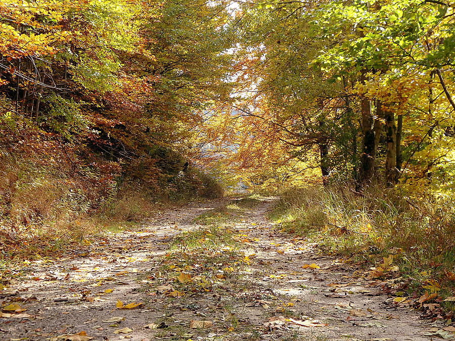 Forest Stone Path Photograph By Danler Sk Fine Art America