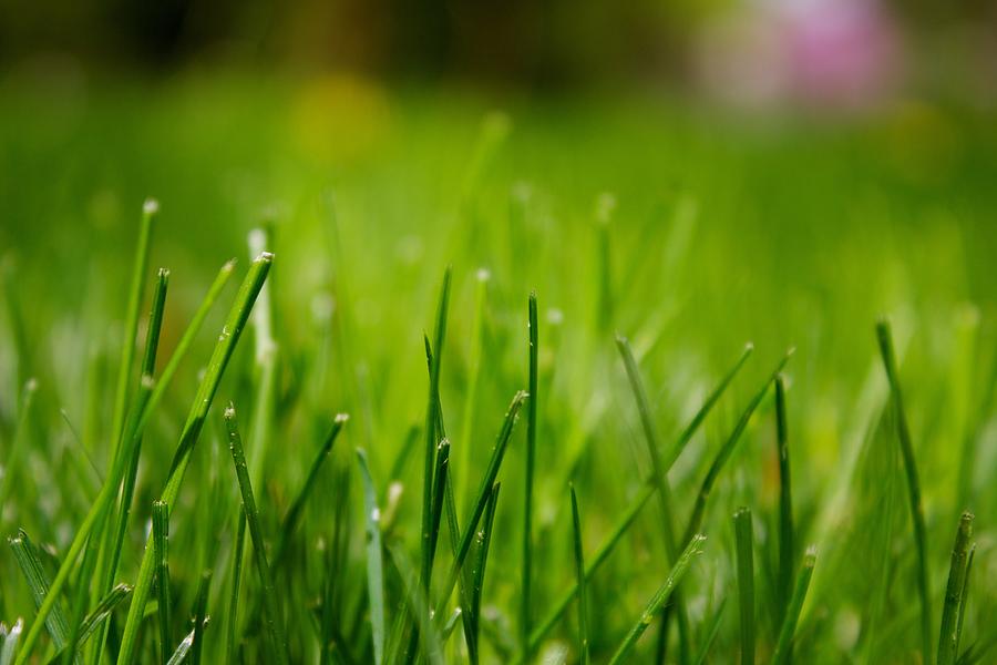 Fresh Cut Grass Photograph By Drew Lehman