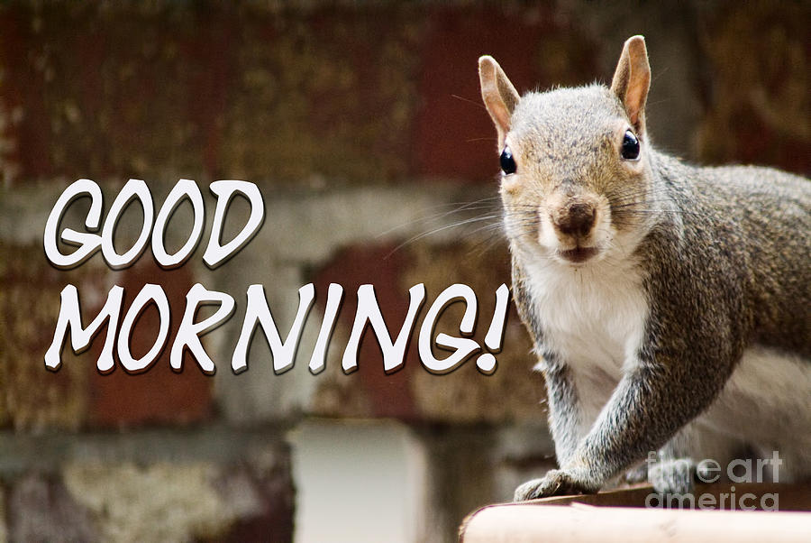 Friendly Squirrel With Good Morning Greeting Photograph By Vizual Studio