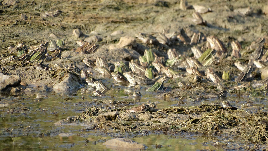 Frog Land Photograph By Jessica Popham Fine Art America