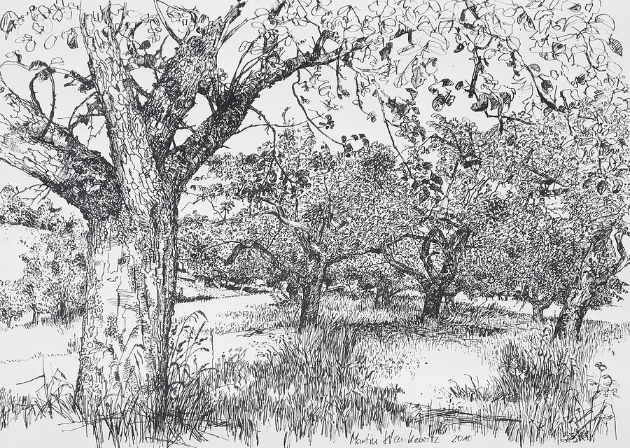 Fruit Tree Meadow, Landscape Drawing In Ink Drawing by Martin Stankewitz