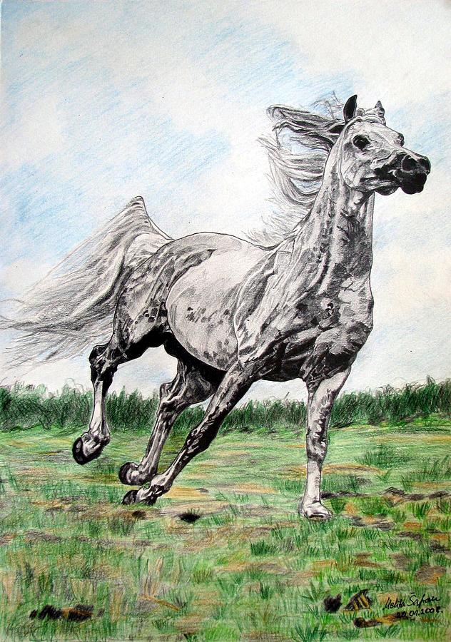 Galloping Arab Horse Drawing by Melita Safran