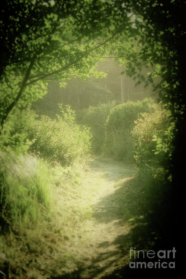 Garden Path Photograph By Jim And Emily Bush Fine Art America