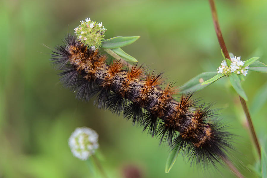 Giant Leopard Moth Caterpillar Photograph By Christopher L Thomley