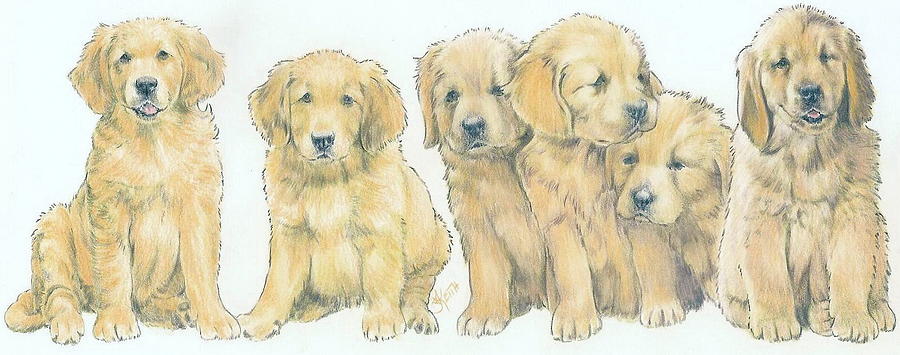 Golden Retriever Puppies Drawing by Barbara Keith