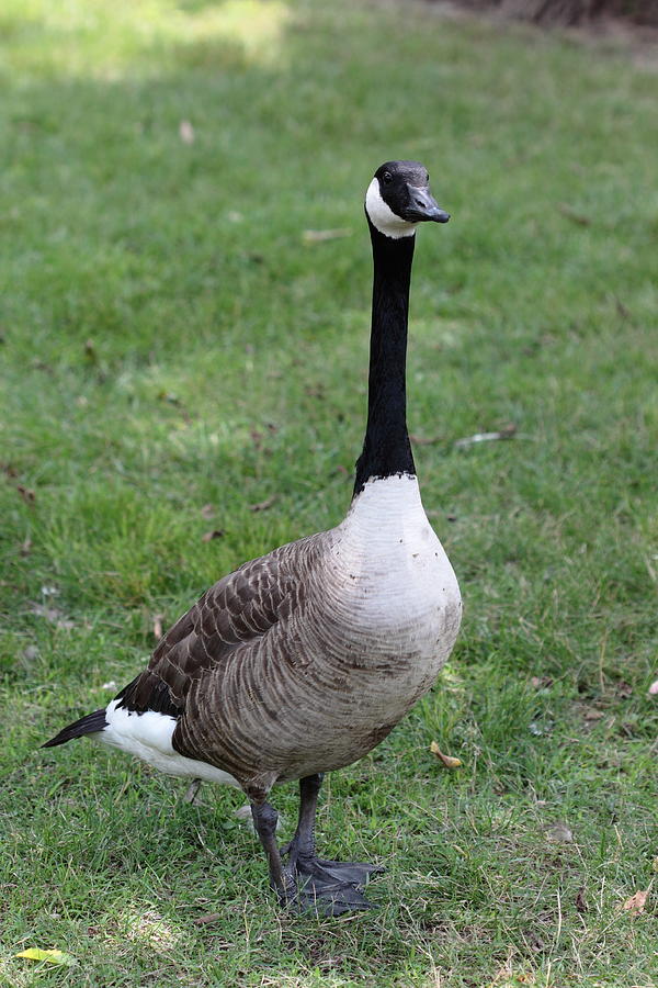 Goose Portrait Photograph By Paul Slebodnick Fine Art America