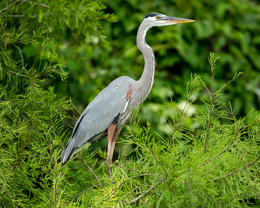 Great Blue Heron On The Bayou Photograph By Dan Baradon