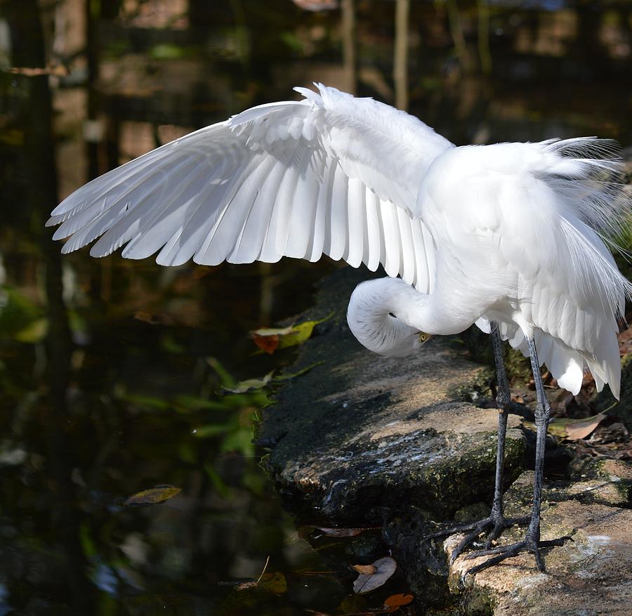 Great Egret Preening Ardea Alba Photograph By Roy Erickson Fine Art