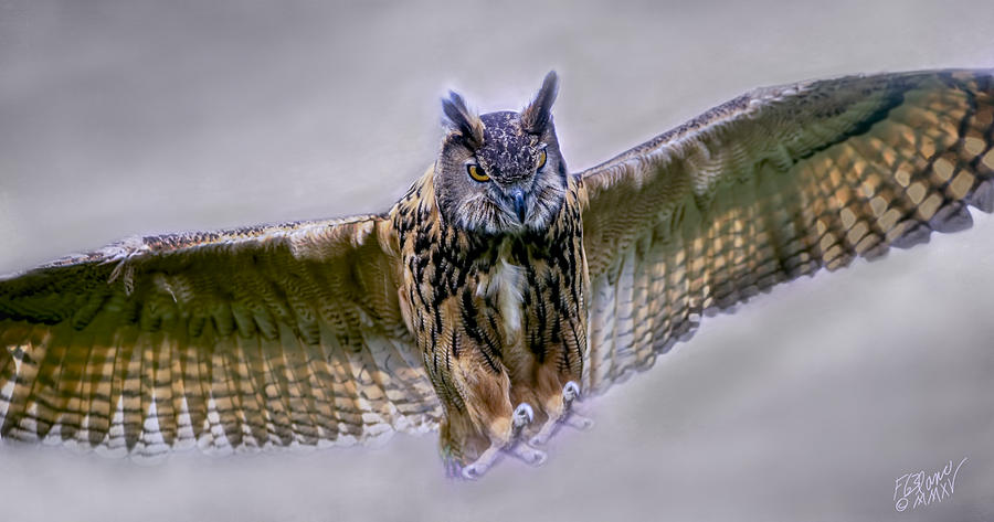 Great Horned Owl In Flight Photograph By F Leblanc