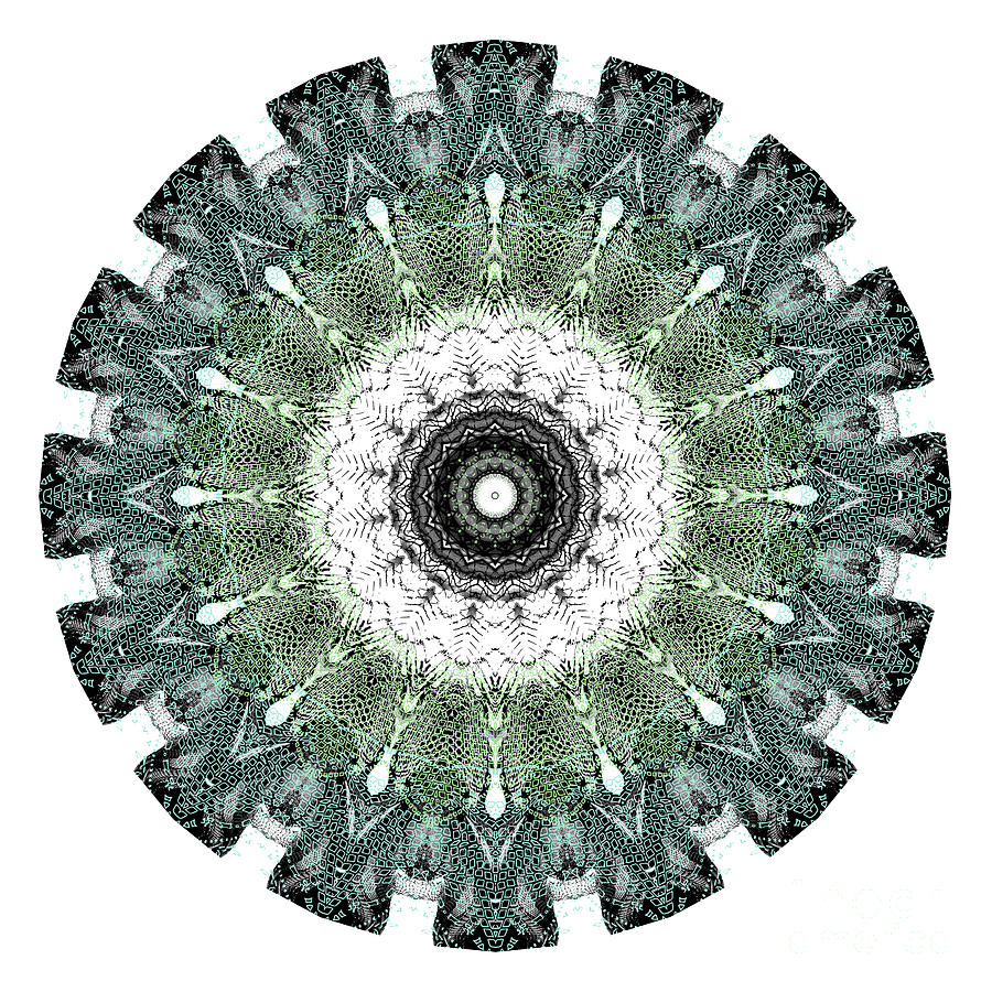 Green Mandala Digital Art By Jane Tagg Fine Art America