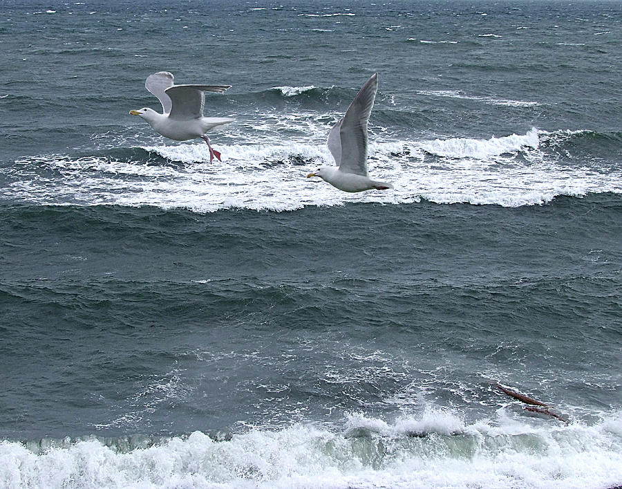 Gulls Over Water Photograph By George Cousins