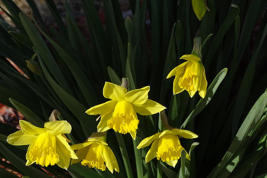 Hanging Daffodils Photograph By Greg Boutz Fine Art America