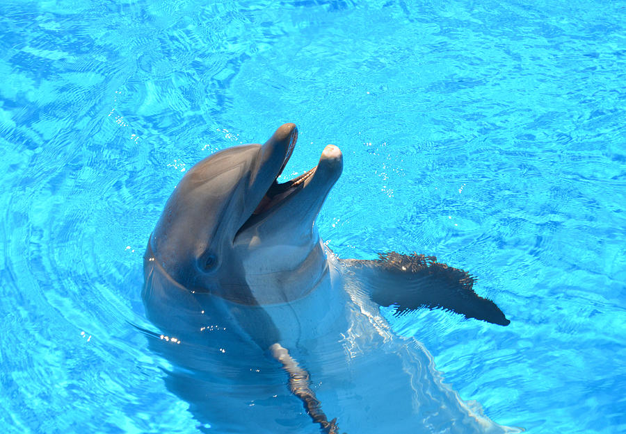 Happy Dolphin Photograph By Dyana Rzentkowski