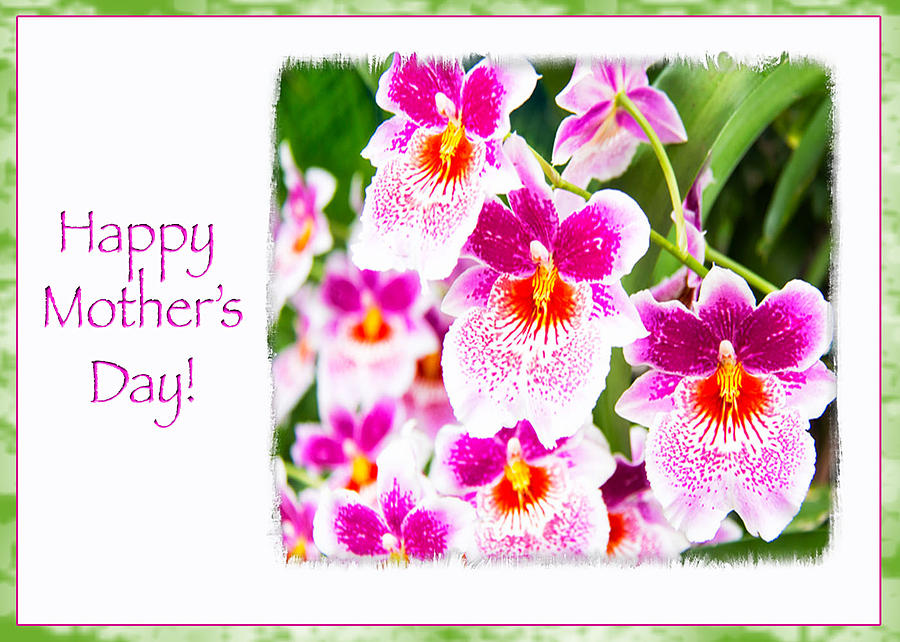 Happy Mothers Day Pink Cattleya Orchids Photograph By Daphne Sampson 