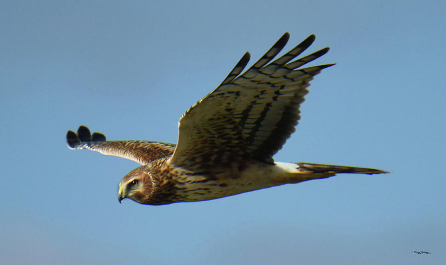 Harrier In Flight Photograph By Sally Sperry