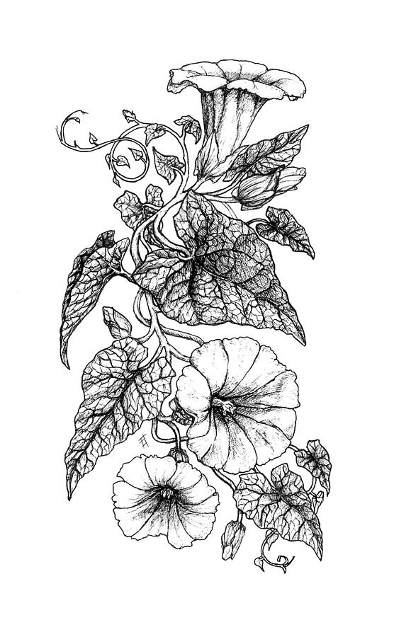 Hedge Bindweed Drawing by Freya Horn