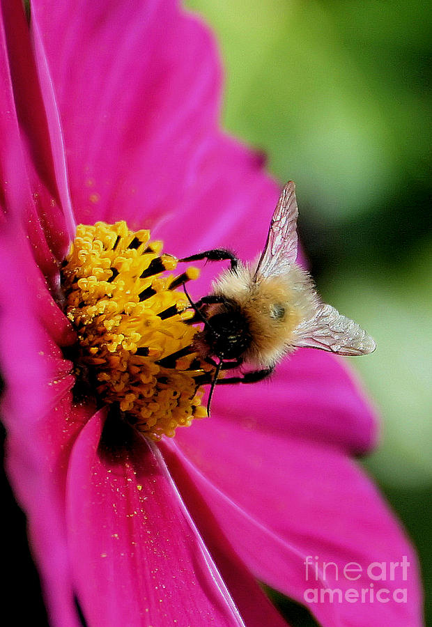 Honey Bee On A Cosmos Photograph By Carl Whitfield Fine Art America
